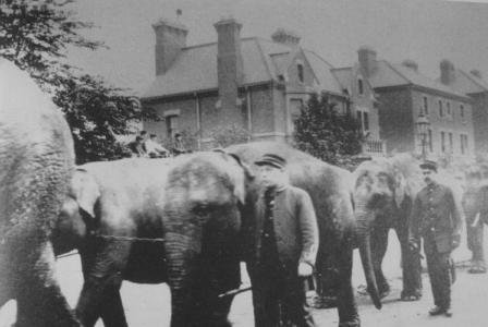 Musters Rd, circus parade 1898